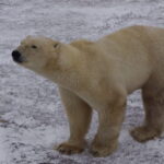 Polar Bears of Hudson Bay-Part 3